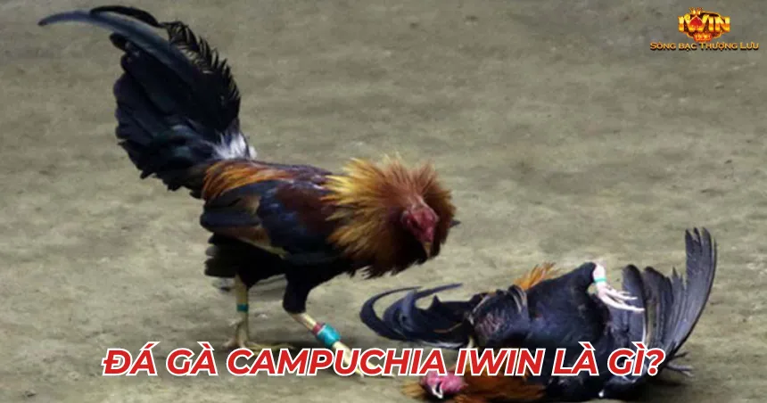Đá gà Campuchia iWin là gì?